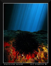 Sea urchin in the cave on island Korcula / Canon G9 by Melita Bubek 